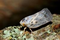 Metcalfa pruinosa