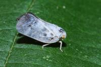 Metcalfa pruinosa