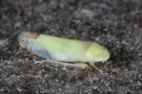 Eurhadina pulchella