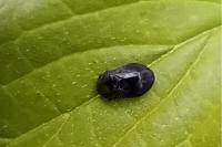Penthimia nigra
