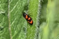 Cercopis vulnerata