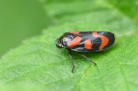 Cercopis vulnerata