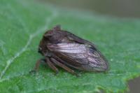 Centrotus cornutus