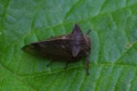 Centrotus cornutus
