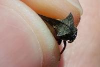 Centrotus cornutus