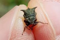 Centrotus cornutus