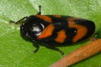 Cercopis vulnerata