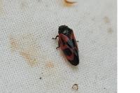 Haematoloma dorsata