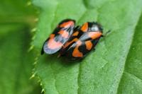 Cercopis vulnerata