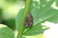 Centrotus cornutus