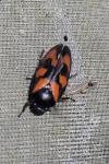 Cercopis vulnerata