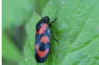 Cercopis vulnerata