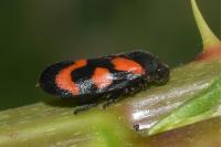 Cercopis vulnerata