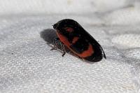 Haematoloma dorsata