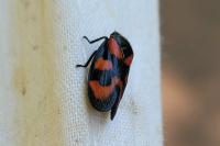 Cercopis vulnerata