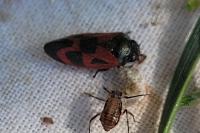 Haematoloma dorsata