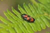 Cercopis vulnerata