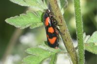 Cercopis vulnerata