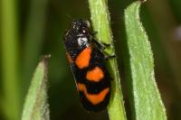 Cercopis vulnerata