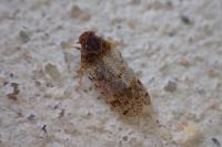 Tachycixius pilosus