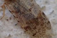 Tachycixius pilosus