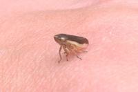 Philaenus spumarius