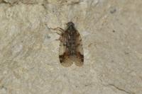 Cixius cunicularius