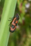Haematoloma dorsata