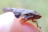 Aphrophora alni