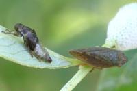 Aphrophora salicina