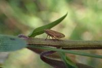 Philaenus spumarius