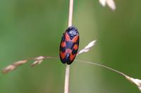 Cercopis vulnerata