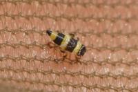 Eupterycyba jucunda