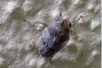 Issus coleoptratus