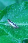 Evacanthus interruptus