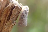 Metcalfa pruinosa