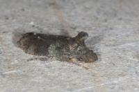 Ledra aurita