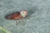 Acericerus ribauti