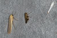 Aphrophora alni