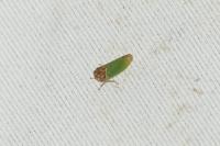 Iassus lanio