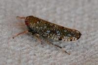 Orientus ishidae