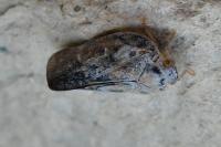 Metcalfa pruinosa