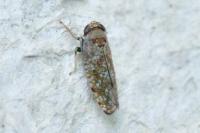 Orientus ishidae