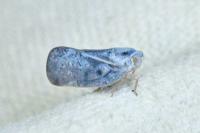 Metcalfa pruinosa