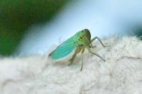 Cicadella viridis