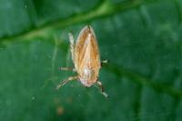Philaenus spumarius