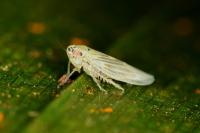 Macrosteles cristatus