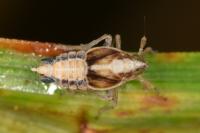 Megamelus notula