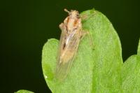 Laodelphax striatellus