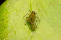 Rhopalosiphum nymphaeae